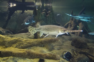 314-1026 Dubuque IA - Mississippi River Museum - Aquarium